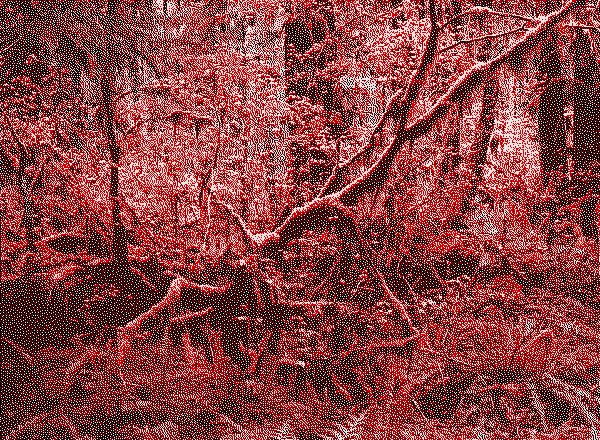 vamp divider